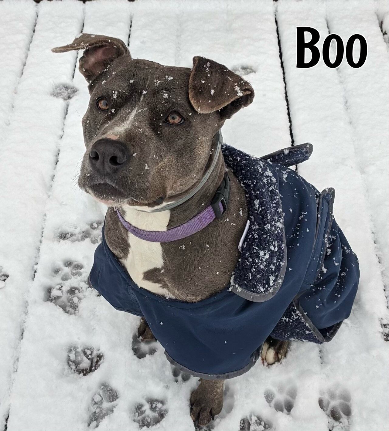 Boo